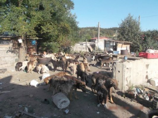 E jale la Cernavodă! Străzile oraşului s-au umplut de câini aduşi din alte localităţi